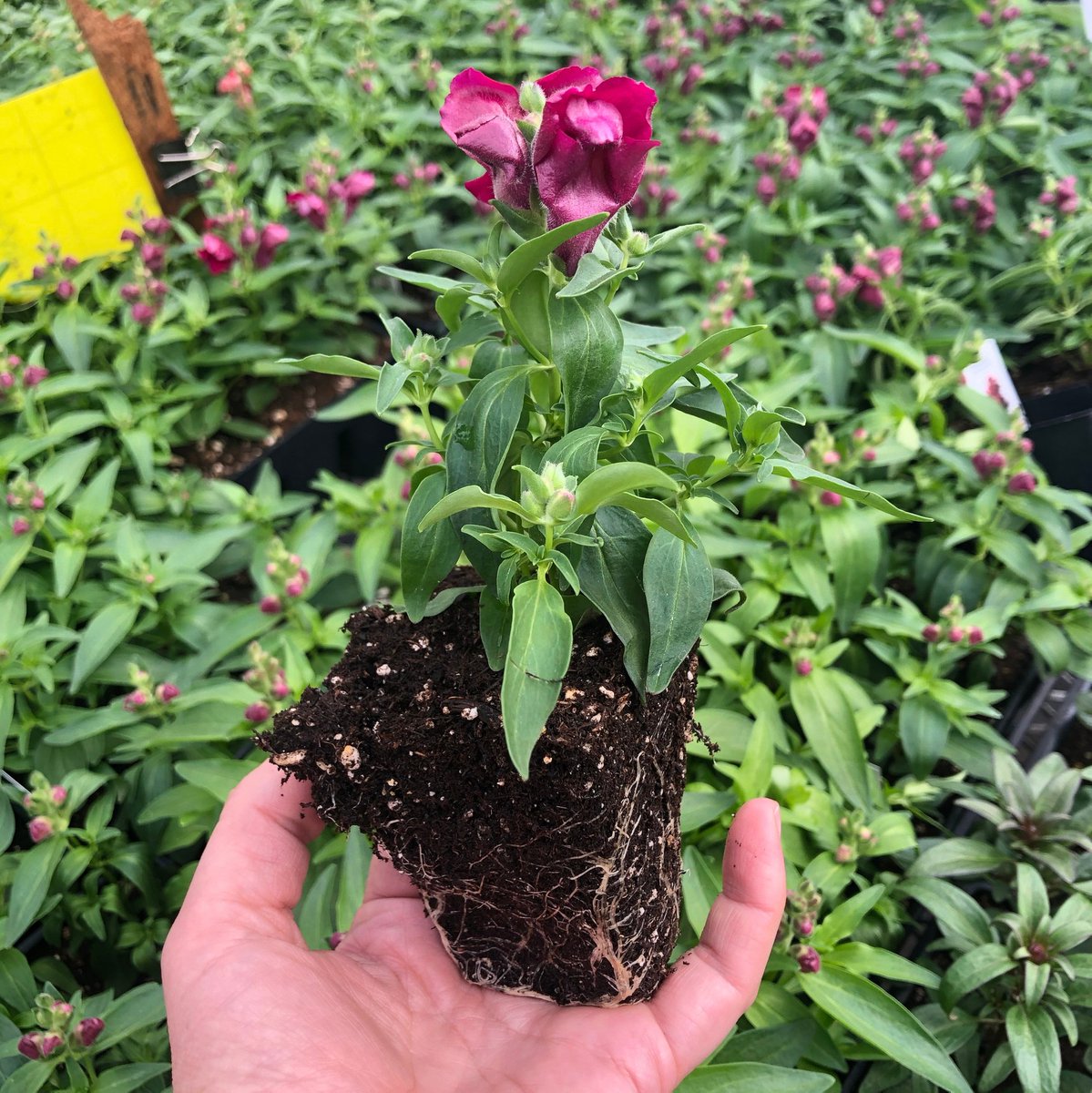 Grandma's Garden⁣
⁣
Snapdragons take us back to exploring grandma's garden, oh the memories! ⁣
⁣
We have a large variety of Snapdragons, and look at that root system! Who is planting these beauties this year? 

#Yeggers #YegGreenhouses #EdmontonFlowers