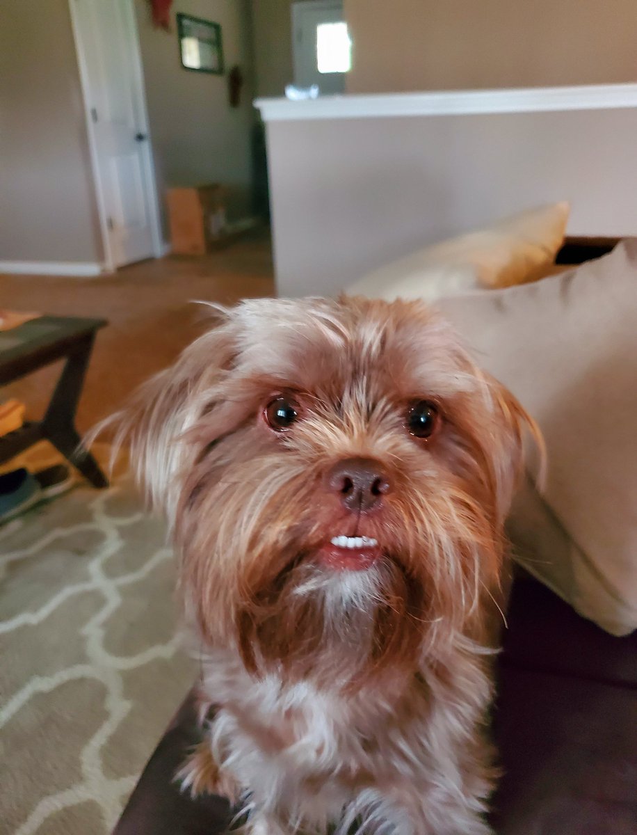 mikeyperk's tweet photo. Since Buddy passed away last week.

Gizmo my other dog has been running around house. Looking for Buddy and crying.

He doesn't understand. I wish I could speak to him. Let him know what happened. https://t.co/6If2rxos1E
