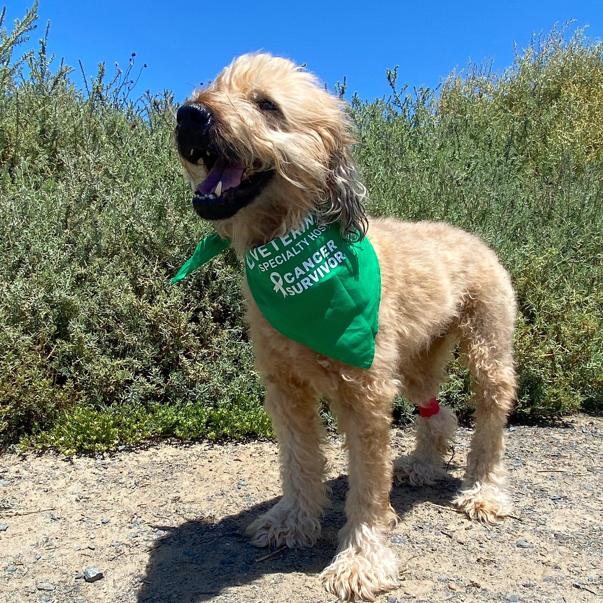 goodboyremi's tweet photo. In case you haven’t seen the news on Instagram, the vet declared Remi a cancer survivor after his 5th round of chemotherapy this week. Xrays and ultrasounds were both clear and showed no sign of spread or new growth! ❤️🎉 https://t.co/f1nvmMje5D