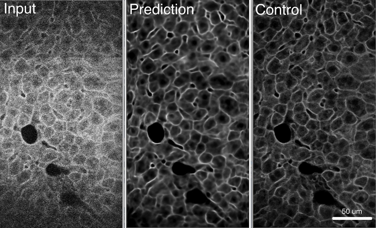 I had fun denoising high-speed 2p images (at 500 fps) via deep learning (#CARE) by @martweig et. al. and made extremely easy to use through the cloud-based platform #ZeroCostDL4Mic by @ChamierLucas @JohannaJukkala @LaineBioImaging et. al. from @guijacquemet @HenriquesLab