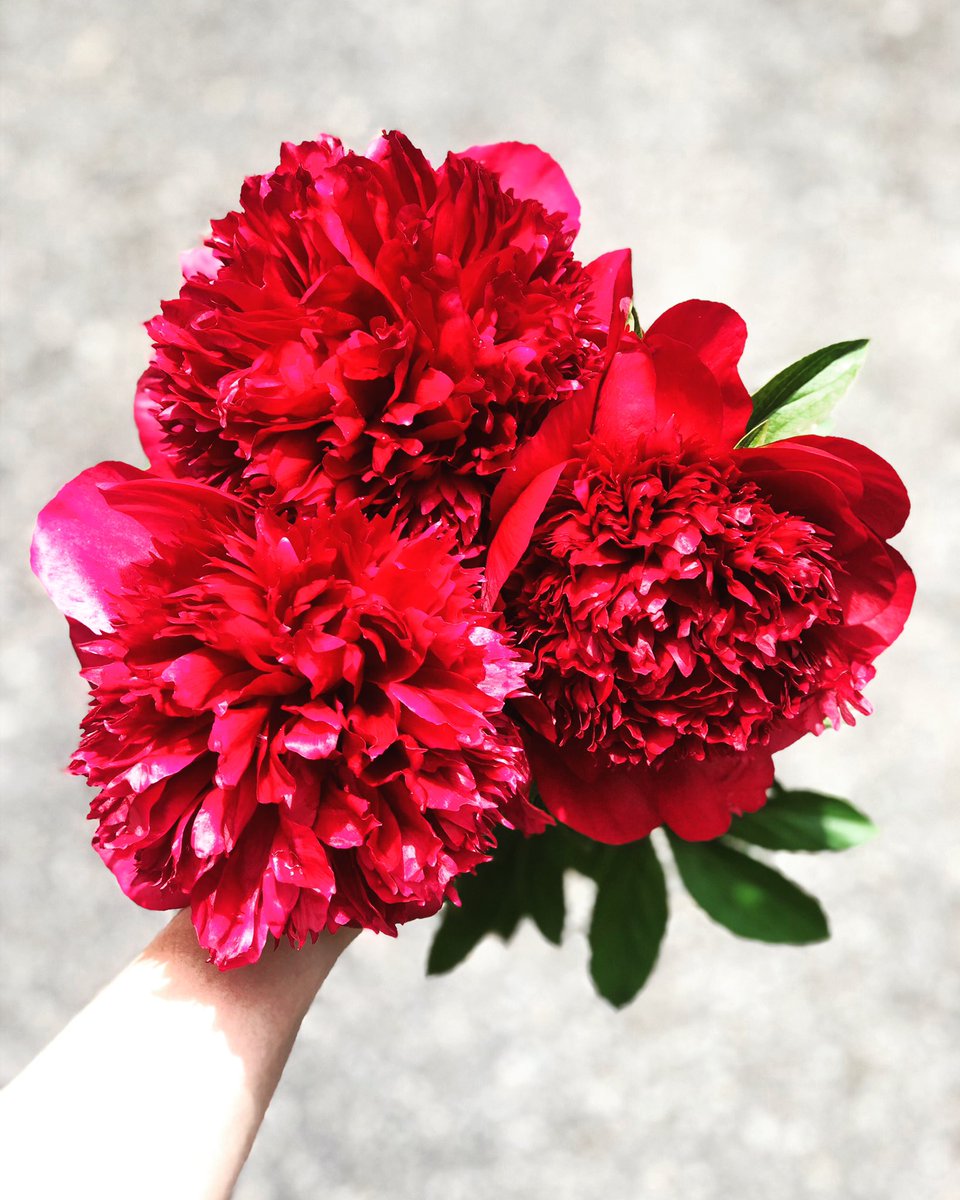 Have I mentioned peonies are my favorite? ❣️

#helloblooms #peonywatch2020