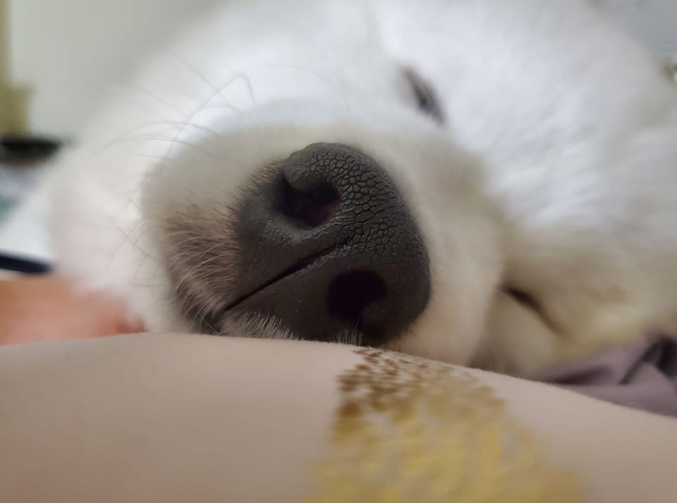 IslandDog1's tweet photo. @iaindwelch #Boop https://t.co/dr4YrrXK1Z