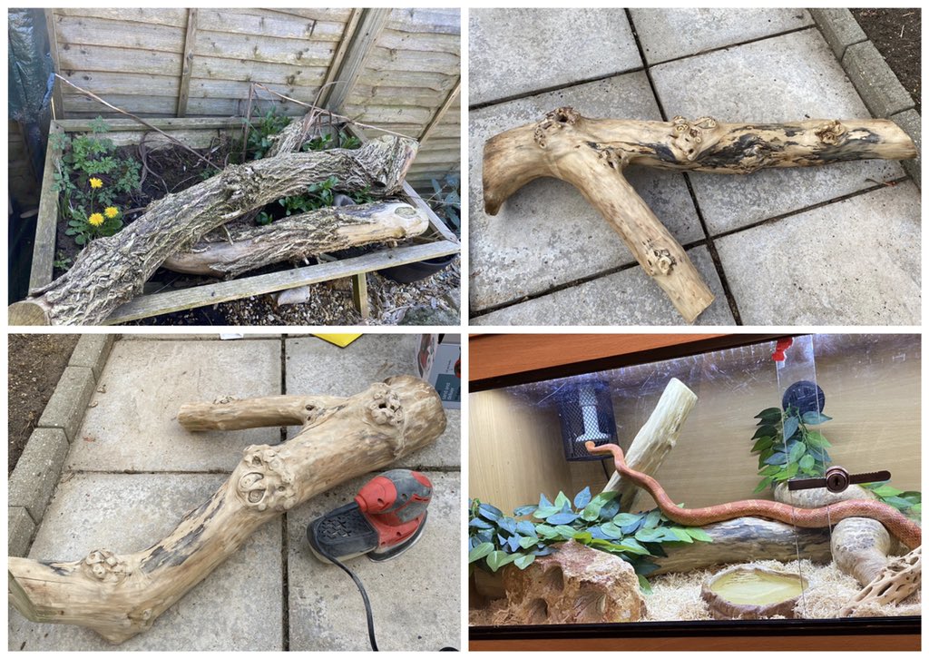 Lost_Lil_Kitty's tweet photo. Last month is was for the snake 😅 https://t.co/jj3LZXwOtw