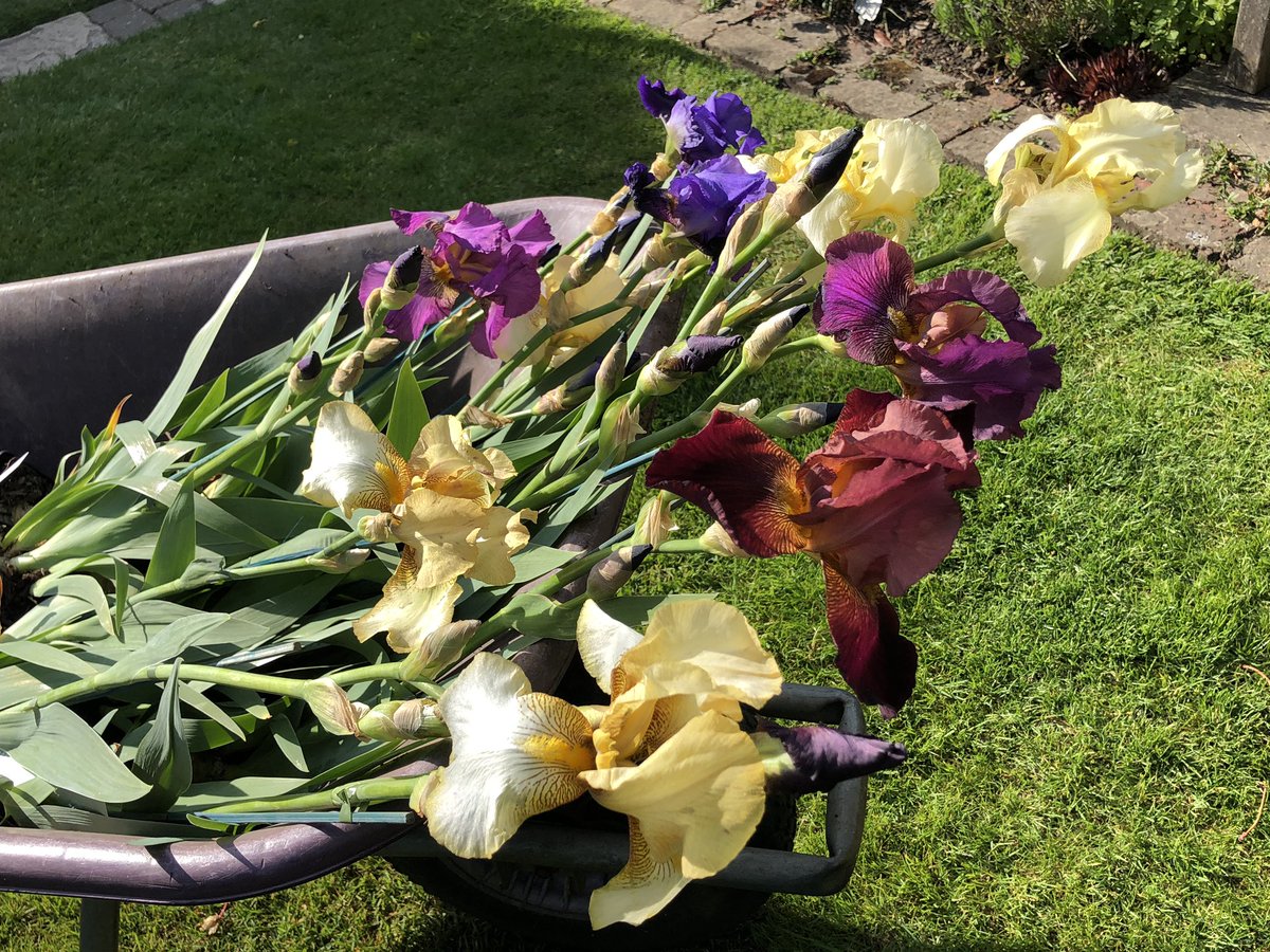 Bumble77's tweet photo. @TheMontyDon A visit to ‘Bean Place Nursery’ at Headcorn in Kent and bought these gorgeous ‘Benton Irises’... terrific value at £4.50 each. Had to include one called ‘Nigel’ of course! Great to support a local nursery #localnursery #CedricMorris #BentonIris https://t.co/gtLF9MALjj