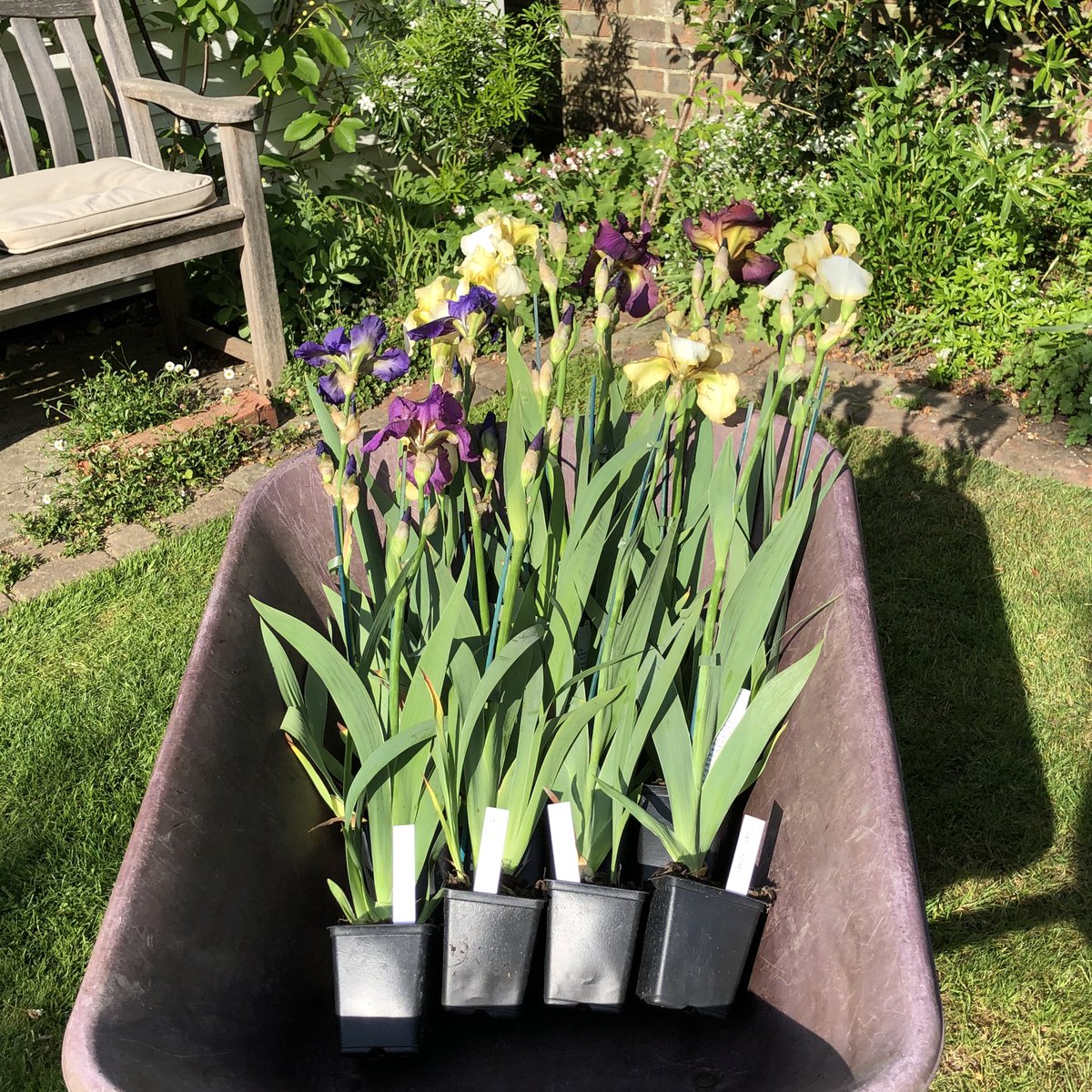 Bumble77's tweet photo. @TheMontyDon A visit to ‘Bean Place Nursery’ at Headcorn in Kent and bought these gorgeous ‘Benton Irises’... terrific value at £4.50 each. Had to include one called ‘Nigel’ of course! Great to support a local nursery #localnursery #CedricMorris #BentonIris https://t.co/gtLF9MALjj