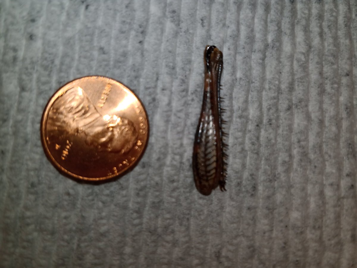 epoehlman's tweet photo. Just got poked by this gem caught in mesh part of pool chair. 
What is it?  Looks like a leg of insect. https://t.co/W8JEkugfcR