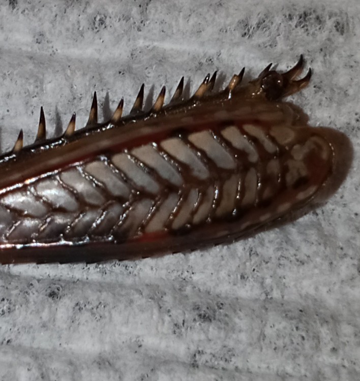 epoehlman's tweet photo. Just got poked by this gem caught in mesh part of pool chair. 
What is it?  Looks like a leg of insect. https://t.co/W8JEkugfcR