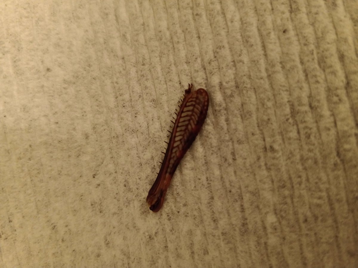 epoehlman's tweet photo. Just got poked by this gem caught in mesh part of pool chair. 
What is it?  Looks like a leg of insect. https://t.co/W8JEkugfcR