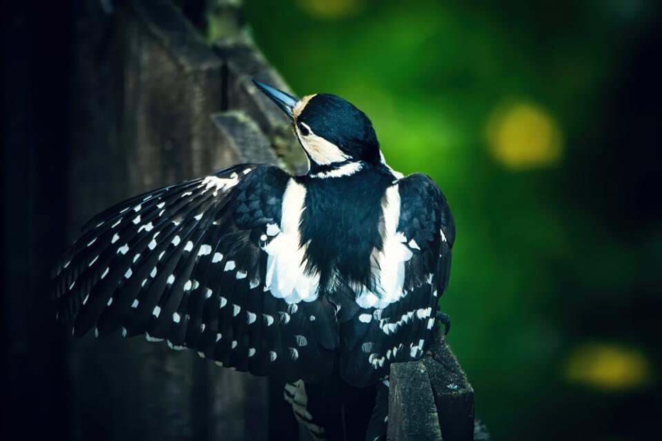 MJFergusonTog's tweet photo. Wendy woodpecker posing for the camera - she’s not as shy as her beau Wesley ... he’s very camera shy! @RSPBScotland #greatspottedwoodpecker #coltness #nikonphotography #wildlifephotography #scottishwildlife @WildlifeMag https://t.co/UEfEW4VrLJ