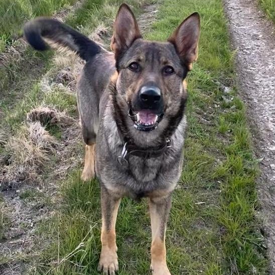 wiltspolicedogs's tweet photo. And if you're nice to PD Lorrie, then she'll be nice to you....... https://t.co/zudwdFY0ng