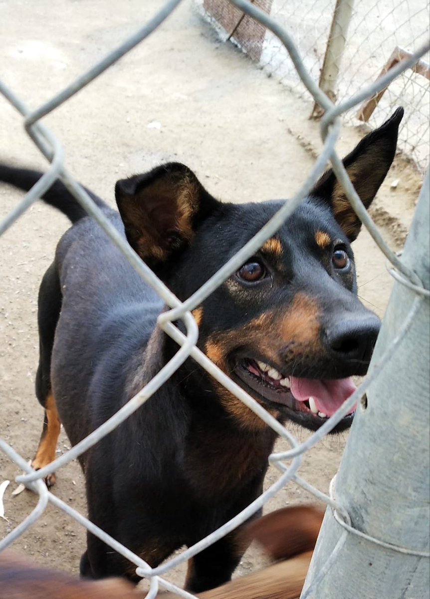 eugenia2068's tweet photo. Jordi es un angel con muchas ganas de salir de su chenil e ir a un hogar.Te animas a adoptar a este bellezon?. @LASAnimal escribir adopcion.lasanimal@gmail.com https://t.co/aTdrRxzxcY