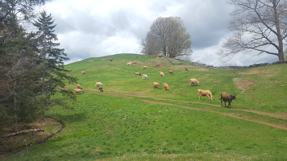 ScottH_R's tweet photo. Our milk cows are out. Along with some bred and breeding heifers. Working on more now trailering to a distant piece. #MaySunday #cabotcows #NewEngland #dry #leafingout #northeastag https://t.co/OWIUeHo3id