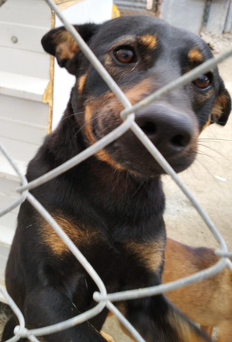 eugenia2068's tweet photo. Jordi es un angel con muchas ganas de salir de su chenil e ir a un hogar.Te animas a adoptar a este bellezon?. @LASAnimal escribir adopcion.lasanimal@gmail.com https://t.co/aTdrRxzxcY