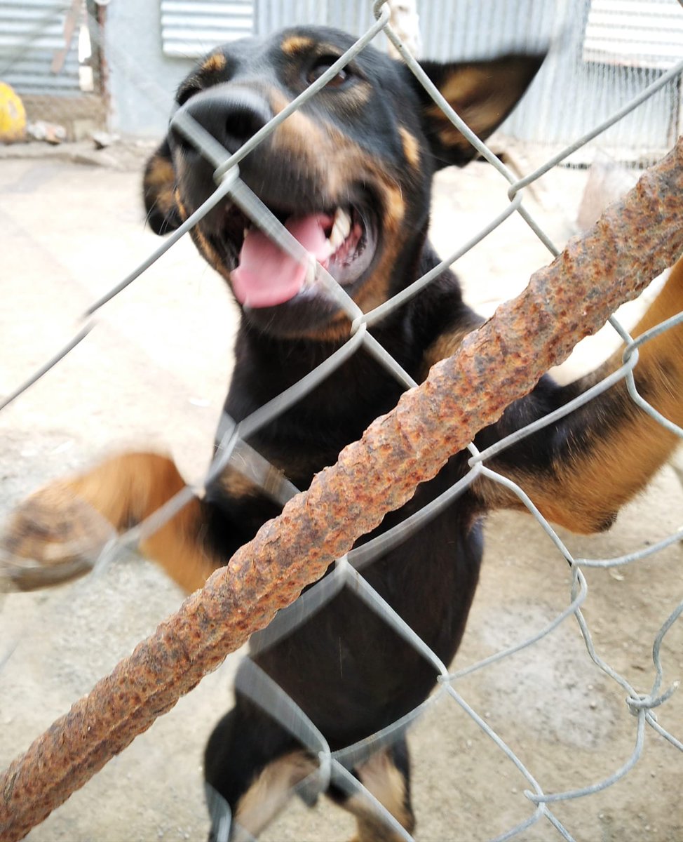 eugenia2068's tweet photo. Jordi es un angel con muchas ganas de salir de su chenil e ir a un hogar.Te animas a adoptar a este bellezon?. @LASAnimal escribir adopcion.lasanimal@gmail.com https://t.co/aTdrRxzxcY
