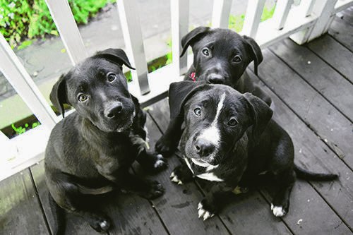 WholeDogJournal's tweet photo. To help you understand the modern claims that spay/neuter is bad for dogs, we’ve looked at dozens of studies examining some aspect of the possible health effects of gonadectomy. https://t.co/DOlbcqAGzY https://t.co/KYsNxI7Yad