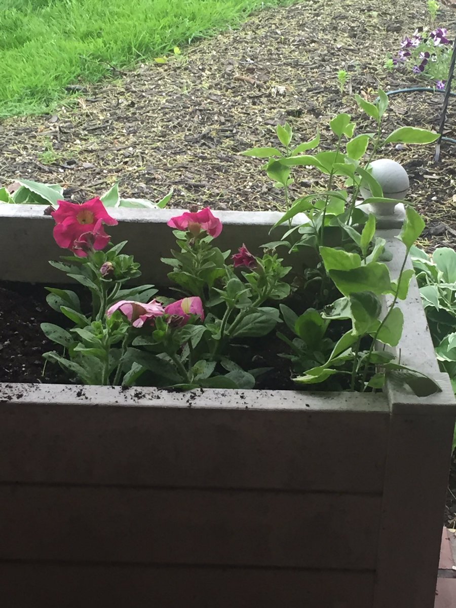 MOR_XU's tweet photo. Even plants know to “Social Distance”. 
Yesterday the corner plants were lying toward the middle. Plant some flowers and today the corners are standing at attention. #ItsNature 
cc: @morgmariee 😊🌸🎍 https://t.co/EM6FLpe1Xx