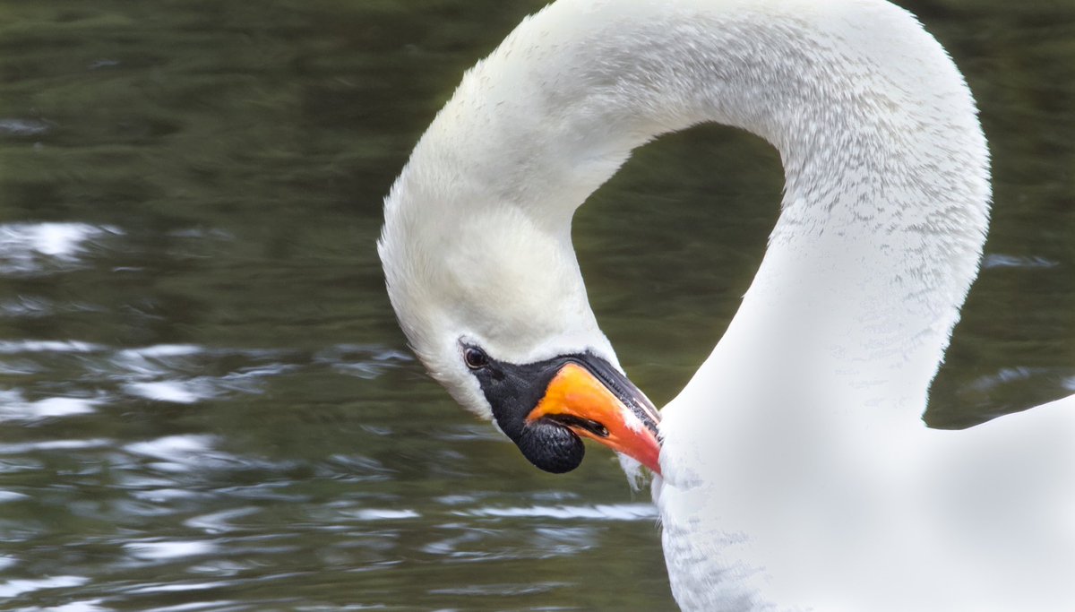 martincabble's tweet photo. 2/2 Pics from this week 👍🏻 Had a play with colour and composition #amateurphotographer #windsor #eton #etonwick #cows #photograghy #amateurphotography #berkshire #blackandwhite #canon #CanonColorChallenge #swan #swans  #raindeer #deer #ducks #duck #goose https://t.co/lViOeVVQOi