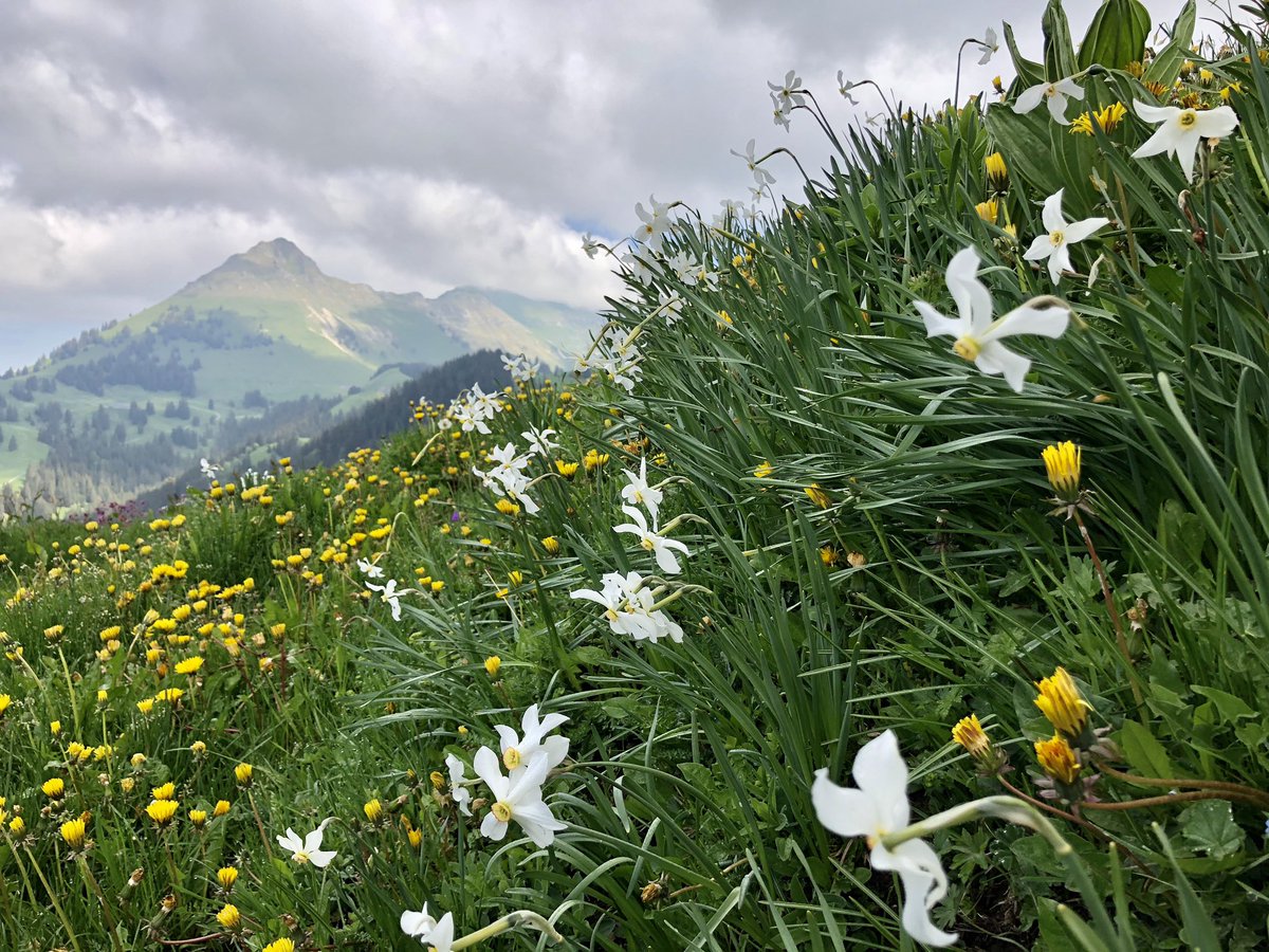 arnoleli's tweet photo. Les #Paccots, mega schön, das wissen aber auch alle andern. #Dichtestress in den #Voralpen 🤯😏🤪 naja, es hat sich trotzdem gelohnt... https://t.co/zKY1sTkYjM