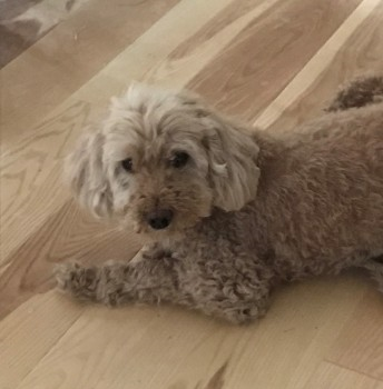 millypod1's tweet photo. ROSIE HOME SAFE. THANKS FOR RT's ๐๐๐พ
#Lost #ScanMe ELDERLY Apricot Cockerpoo Female
#Witnesham nr Barley Mow #Suffolk #IP6 https://t.co/6Bvphgtj0Y https://t.co/QQHLDGsQ3c