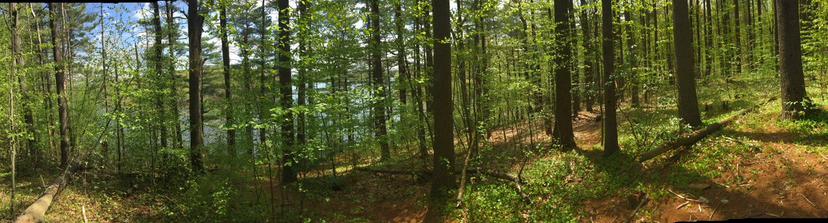 KRHornberger's tweet photo. Quiet 4.8 mile ramble around @fnclt Whittemore Sanctuary in Woodbury with my oldest. Meantime 10 min down the road, Southford Falls was at capacity and closed before we even hit the trail. Get off the beaten path folks! @CTwoodlands #CTTrailsLessTraveled #StaySafeOutdoors https://t.co/92dQB9zvps