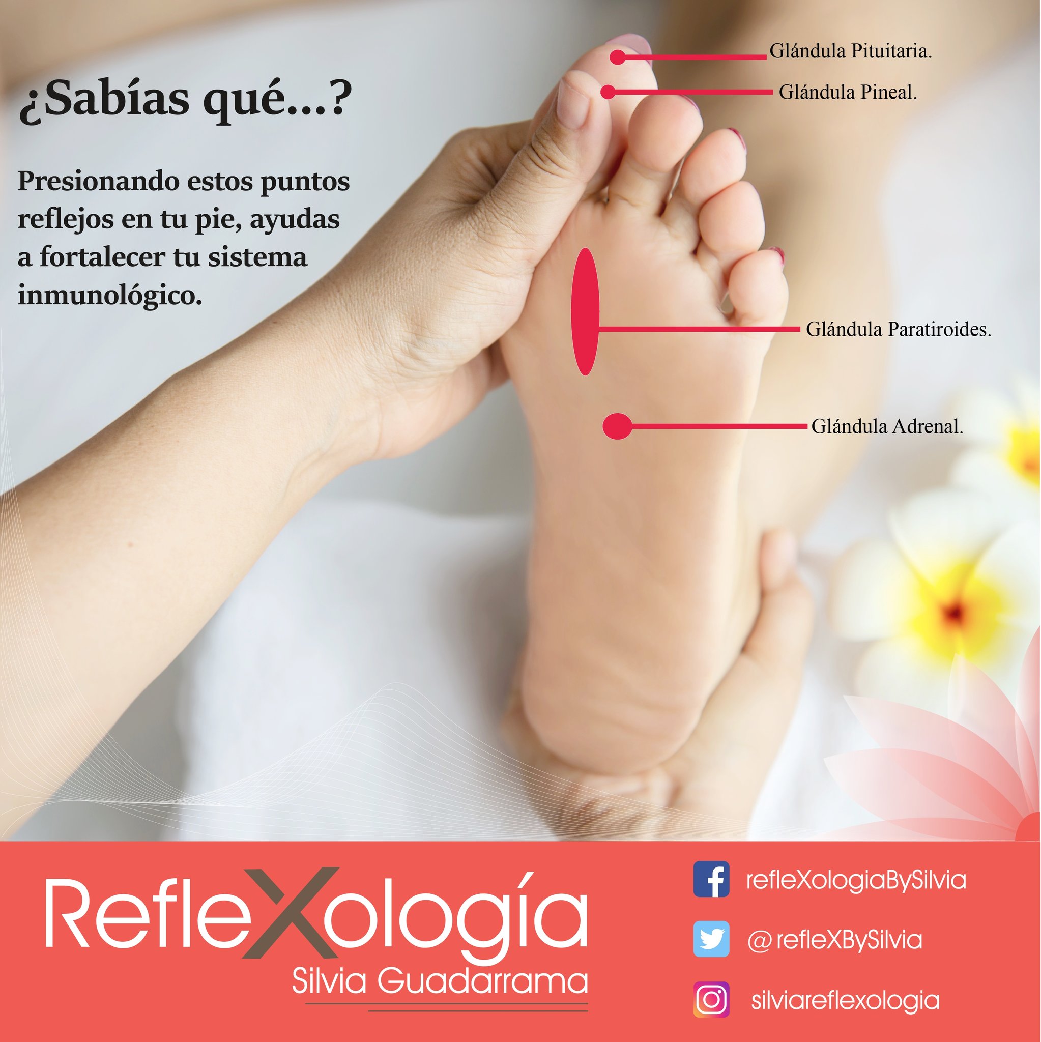 RefleXolog a Silvia on X