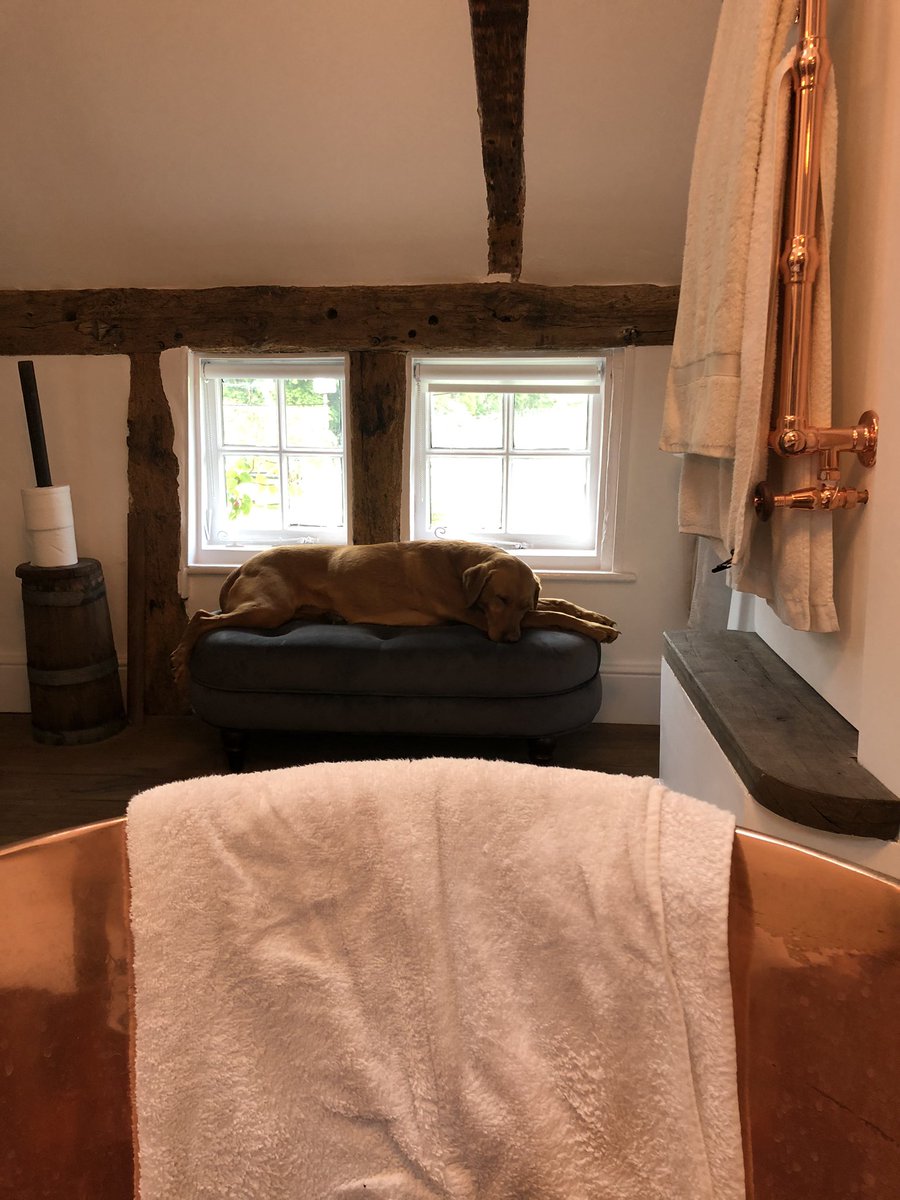 andywiggs007's tweet photo. Bloody dogs taking the Mick now!! 🤣🤣🤫 https://t.co/xrfILjVjj2