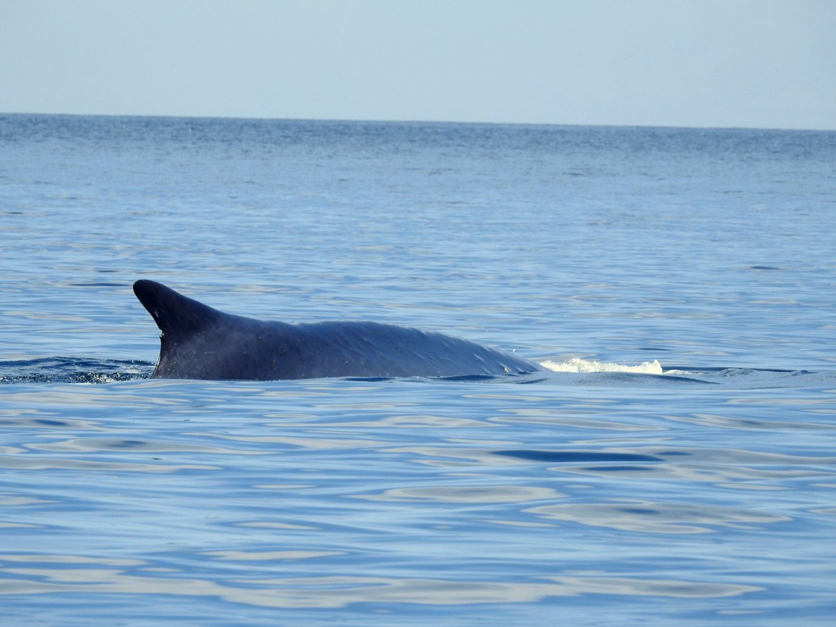 gonhsgib's tweet photo. Fin #Whales (Balaenoptera physalus) on their way past #Gibraltar today on their way to the Atlantic Ocean. Photos taken from a distance by #GONHS member Jason Mesilio. @GibMarine A timely reminder of the #cetaceanprotocol https://t.co/6waRolyqrJ @gibraltarport @GorhamsCave https://t.co/aCFFHENZVJ