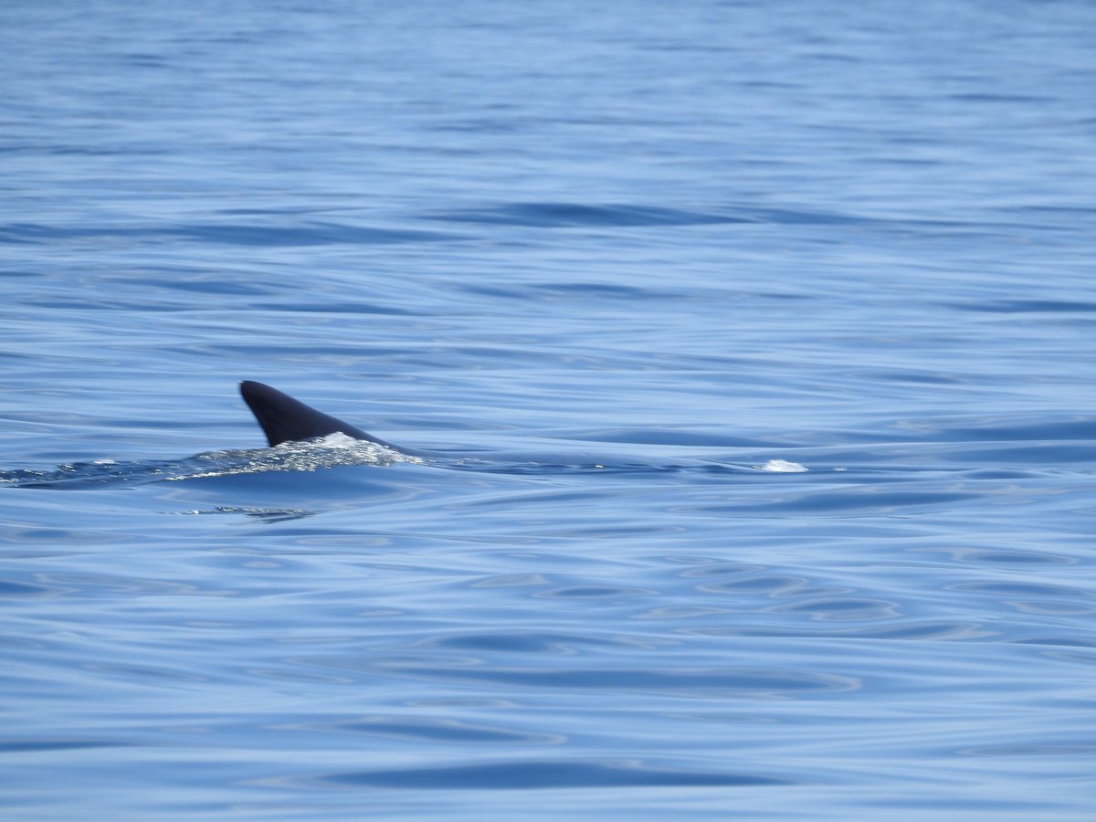 gonhsgib's tweet photo. Fin #Whales (Balaenoptera physalus) on their way past #Gibraltar today on their way to the Atlantic Ocean. Photos taken from a distance by #GONHS member Jason Mesilio. @GibMarine A timely reminder of the #cetaceanprotocol https://t.co/6waRolyqrJ @gibraltarport @GorhamsCave https://t.co/aCFFHENZVJ