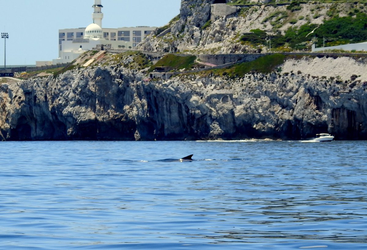 gonhsgib's tweet photo. Fin #Whales (Balaenoptera physalus) on their way past #Gibraltar today on their way to the Atlantic Ocean. Photos taken from a distance by #GONHS member Jason Mesilio. @GibMarine A timely reminder of the #cetaceanprotocol https://t.co/6waRolyqrJ @gibraltarport @GorhamsCave https://t.co/aCFFHENZVJ