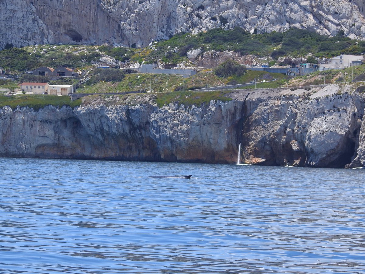gonhsgib's tweet photo. Fin #Whales (Balaenoptera physalus) on their way past #Gibraltar today on their way to the Atlantic Ocean. Photos taken from a distance by #GONHS member Jason Mesilio. @GibMarine A timely reminder of the #cetaceanprotocol https://t.co/6waRolyqrJ @gibraltarport @GorhamsCave https://t.co/aCFFHENZVJ