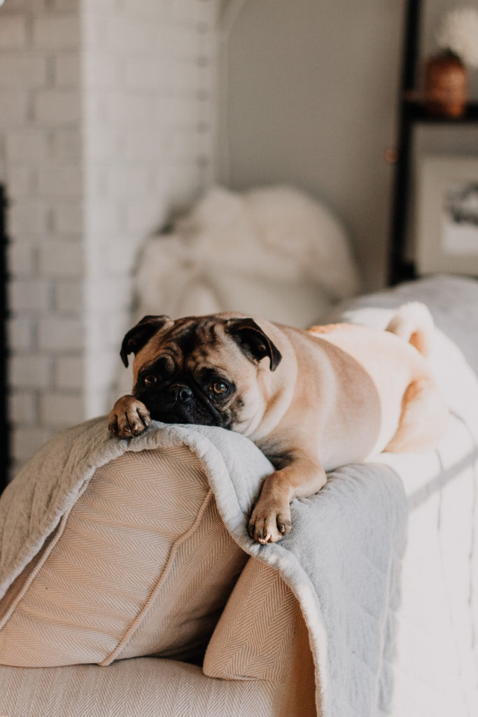 PawifyP's tweet photo. Sleepy sundays #sleepydogs 
#dogsofinstagram #dogstagram #dog #dogs #doglovers https://t.co/DnpoJaHuAB