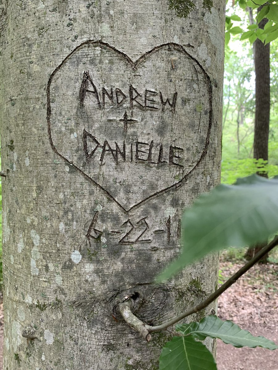 ReedOmary's tweet photo. Sunday morning forest bathing amongst the beech trees at #EdwinWarnerPark....these trees have witnessed so much, including Andrew &amp; Danielle’s love a decade before COVID. #arboglyph 

What was an unexpected treat? Running into @trentrosenbloom in the parking lot as we arrived. https://t.co/Shu5LO44eQ