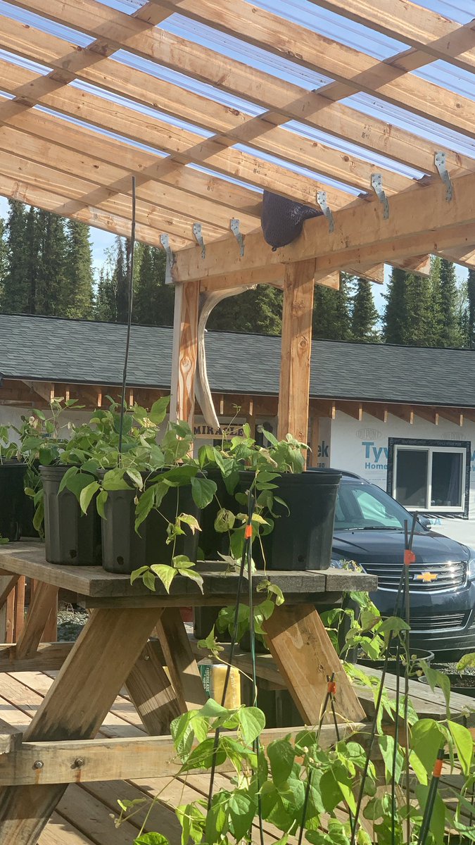 gomer2323's tweet photo. Ma made a fake hornet/bee nest. The rumor is it will prevent them from building nests in the area.
Gonna give it a shot. #Alaska @Pinterest #PinWin https://t.co/wfcDp9FgUP