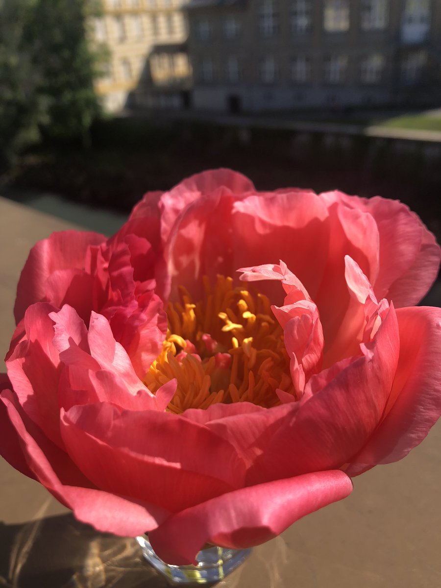 WalserTony's tweet photo. . . . prachtvoller kann sich pfingsten wohl kaum als rose ankündigen . . . die natur zeigt sich jedenfalls in ihrer wunderbaren farbenpracht von einer pandemie unbeeindruckt🙏 https://t.co/HKSkNfxtXz