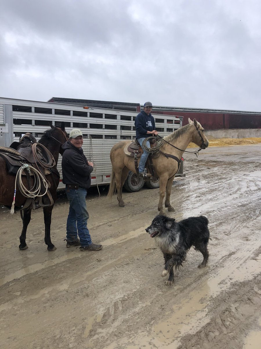 MikeConlin4's tweet photo. When someone leaves a gate open (no names mentioned...Joel) call the Kinsmen. A successful roundup. Thanks guys! https://t.co/TWDwgI2del