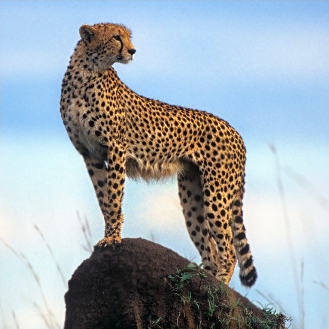 TRC Cars “Cheetah” #twingoridersclub #trc #twingo #renaulttwingo