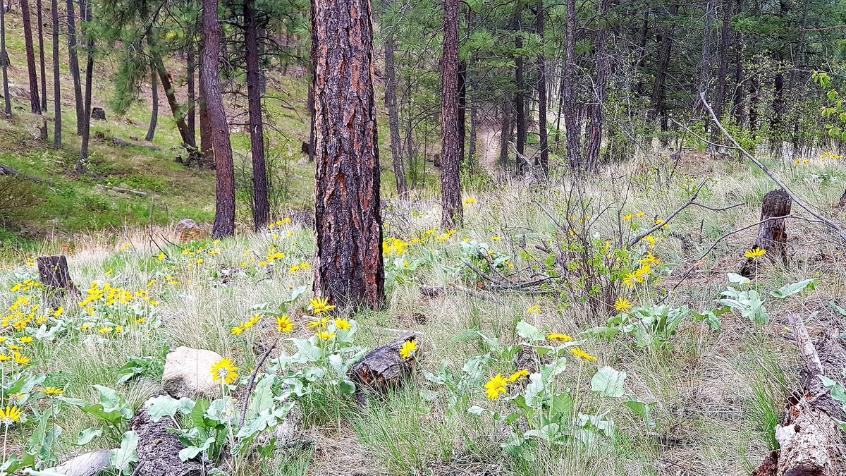 LakeStoneLiving's tweet photo. Who's loving the arrival of the the Arrowleaf Balsamroot? Kelowna's official flower is lining Lakestone's hiking paths and hills!  #arrowleaf #wildflowers #balsamroot #kelowna #kelownanow #kelownaliving https://t.co/t4N3Nc4d6N
