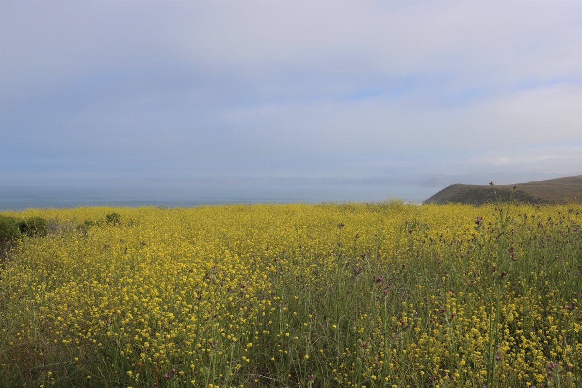 Beautiful colors out on the Bluffs Trail in Montana de Oro this morning. #montanadeoro #wildflowers #beonksby #sanluisobispocounty