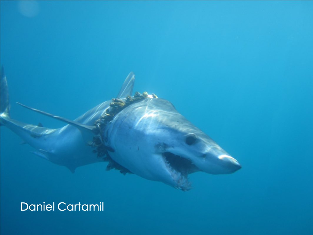 KjParton's tweet photo. @TaraLynC Hey all, I’m Kris - my research is looking at how #shark species are impacted by #plastic pollution, both via #entanglement and #ingestion. Check out #60secondSharkScience for some #SciComm videos! 🦈 https://t.co/libRrQw1o8
