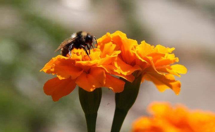 tadejrupel's tweet photo. On Wednesday, May 20, we are celebrating #WorldBeeDay. Some photos from our 🇸🇰 #Slovakian friends (photo by Gabriela Tomaníková). #BeeSafe #BeeAtHome #SafeBees 🇸🇮 @worldbeeday https://t.co/rMaC7PoadM