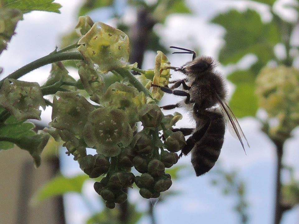 tadejrupel's tweet photo. On Wednesday, May 20, we are celebrating #WorldBeeDay. Some photos from our 🇸🇰 #Slovakian friends (photo by Gabriela Tomaníková). #BeeSafe #BeeAtHome #SafeBees 🇸🇮 @worldbeeday https://t.co/rMaC7PoadM