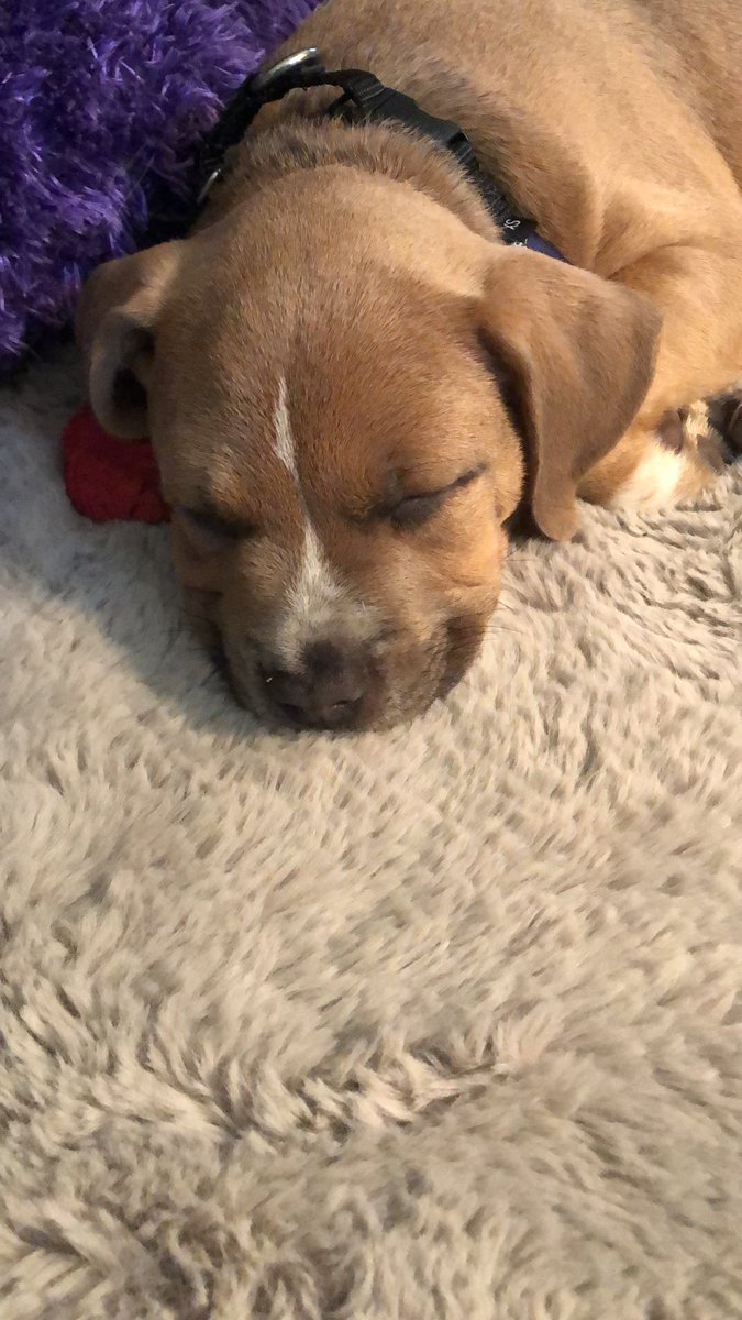 BekaertKyra's tweet photo. Meet the newest addition to the Bekaert family. His name is Ash and he will be two months tomorrow! https://t.co/AcLAya4umP
