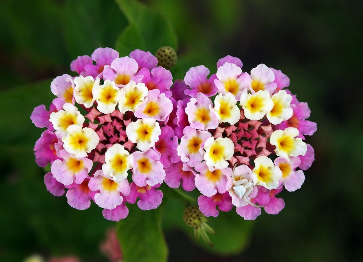 Lantana⁣
⁣
We still have a variety of lantana available in an array of colors! These are perfect for a sunny location and plant them in well-draining soil and beauty for the summer!