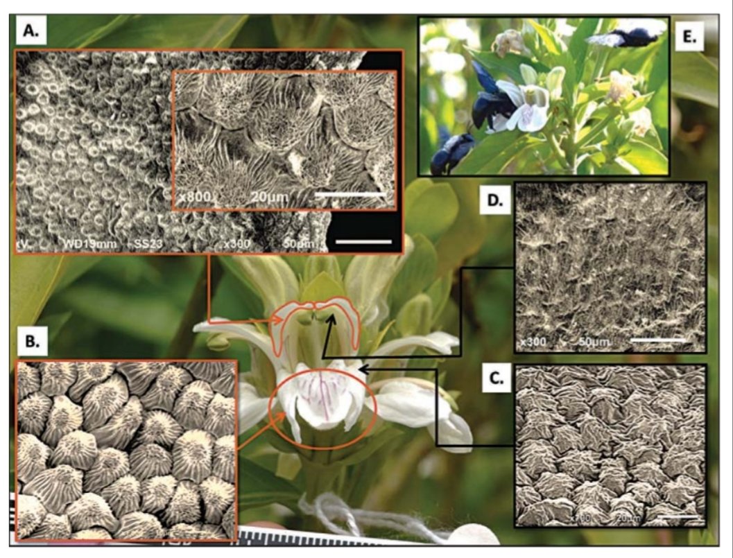 berryeapsa's tweet photo. #throwback
When you start looking at #microstructures through the electron microscopes you just get lost in a different world!
Those were fun days with #SEM studies on floral surface, lovely #conicalcells and beautiful #distribution patterns.
Published:
https://t.co/WVlaW1y2F6 https://t.co/Pf4KjJnq1G