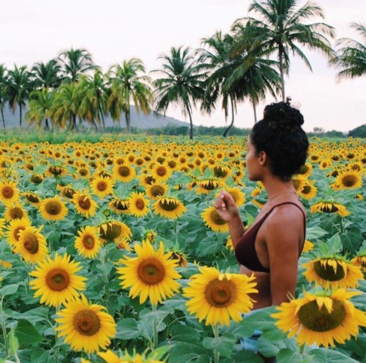 sunflowerlust's tweet photo. I just wanna get lost in a giant field of sunflowers🌻 https://t.co/3Byj3RGO6v