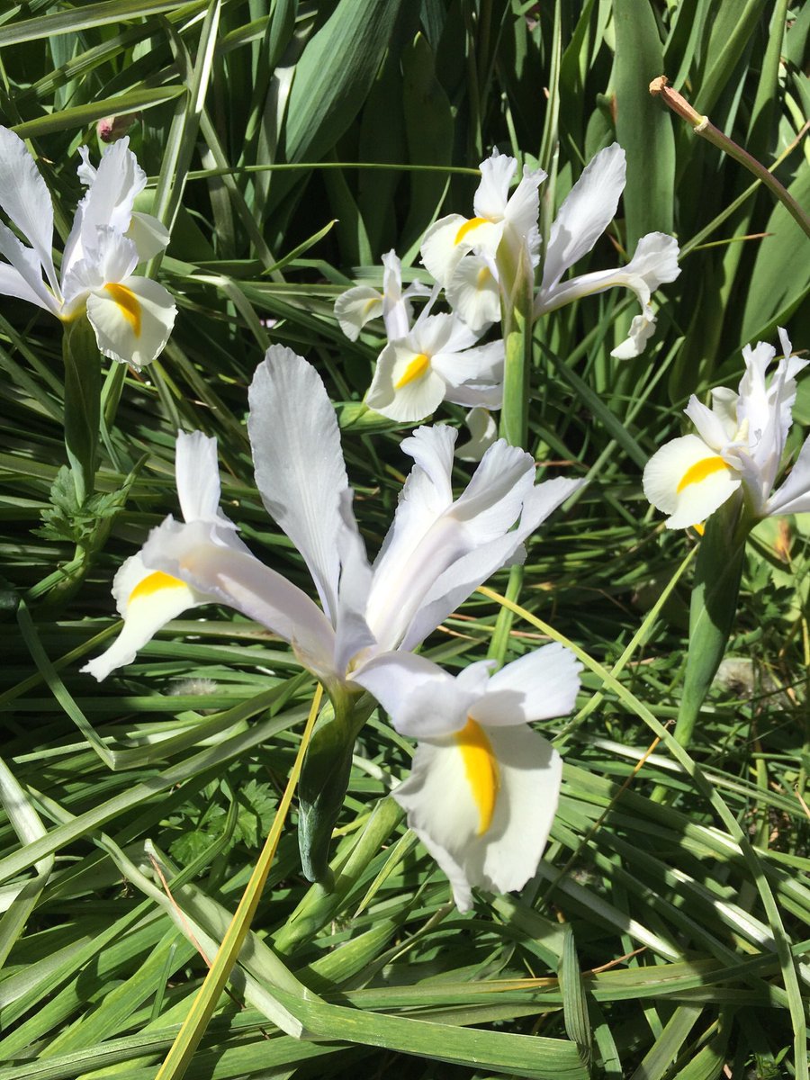Had a little experiment with my Dutch Iris, Apollo has so much foliage, I decided to lay some of it down flat on the soil in February, the half I left are flowering beautifully @ 60 cm high the section layed flat are flowering beautifully 15cm