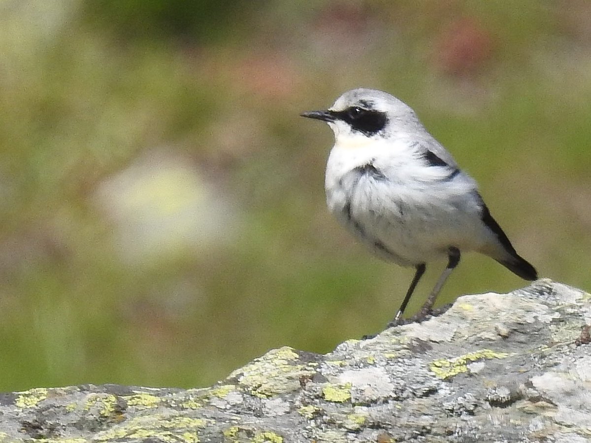 ramonipa's tweet photo. Còlit gris (Oenanthe oenanthe) https://t.co/vpOjG2EGXe