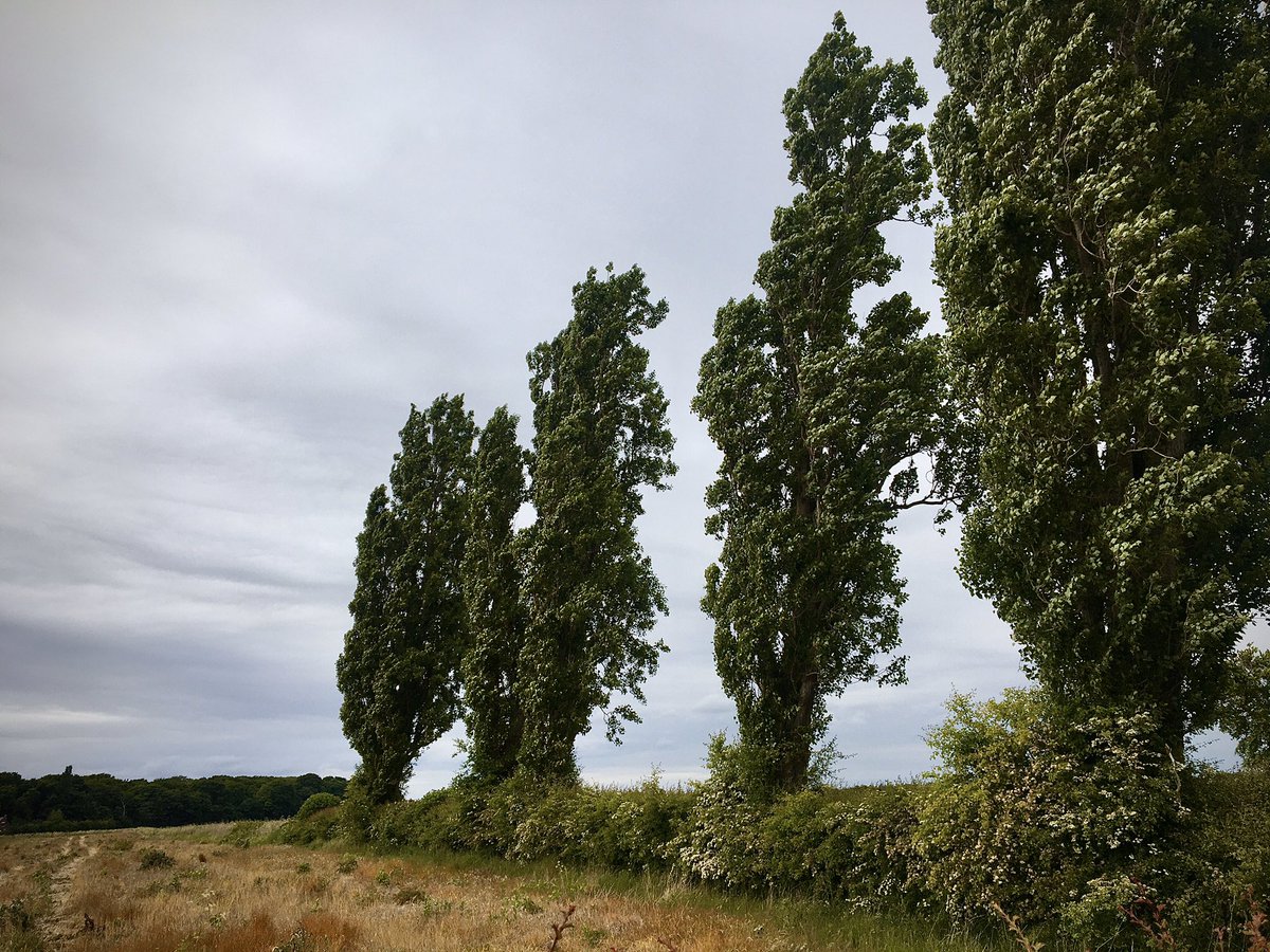 Longstaffemedia's tweet image. Day 2 first fifty plus miles around Hale and double trouble wind #cycling #cyclesafe #cycleuk #uk  #health Thank You NHS #ThanksNHS for making this possible