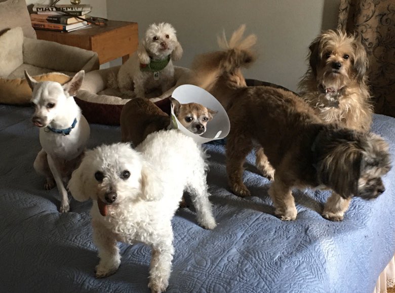 AndrewRomanoff's tweet photo. A supporter in Monument adopted Boo Bear, Hobo, Liza, Margi, Vinnie & Vivian from @MillDogRescue. Looks like only Boo Bear is serious about social distancing. https://t.co/IK9osy1Hu4