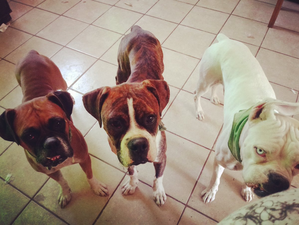 3Mosqueperros's tweet photo. You can see the bubble and the slime thread? 

#salivabubbles😂 #slimebubbles #boxers #boxeroftheday #lovemyboxer #pawsome #pets #hungry #boxerrules #gordi #mike #loco #whitedeafboxer https://t.co/AonjZPZmWf
